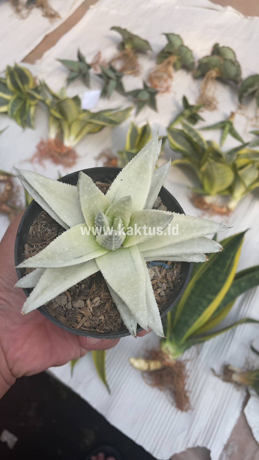 836. Gasteraloe Beguinii Aurea Albino Variegated - Image 32