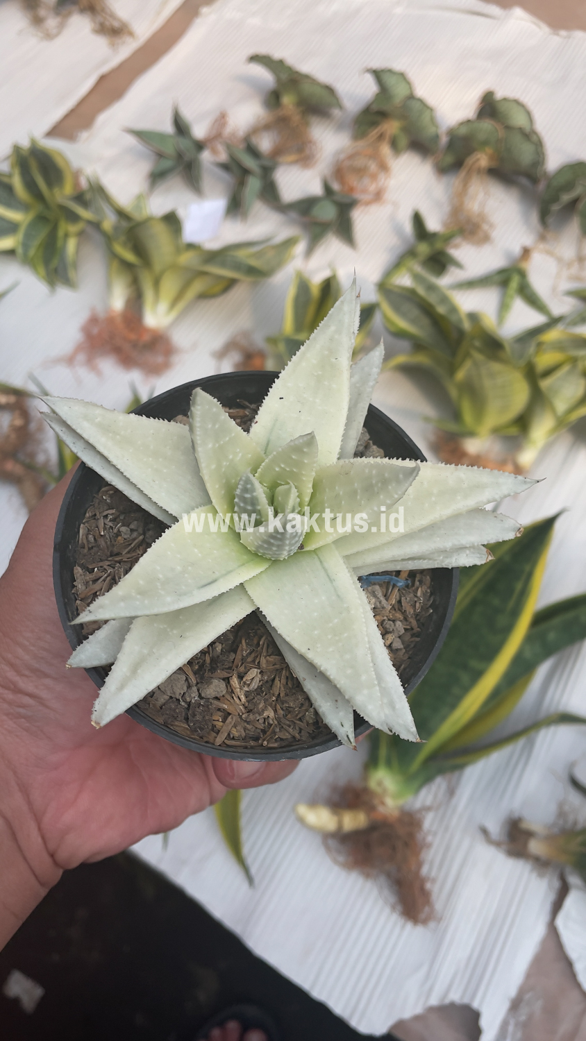 836. Gasteraloe Beguinii Aurea Albino Variegated - Image 31
