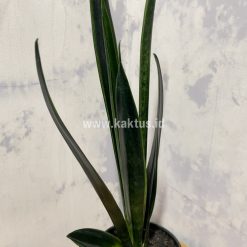 Alternative view of 837. Sansevieria Green Arrow
