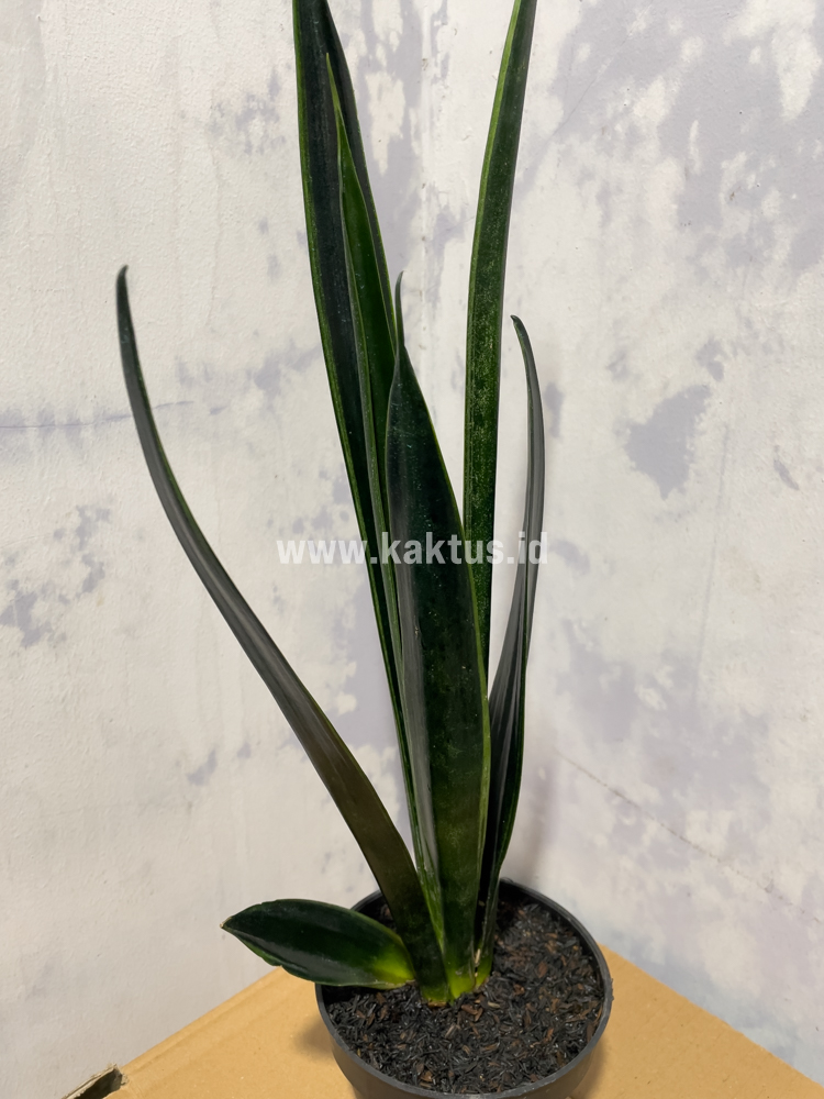 837. Sansevieria Green Arrow - Image 2