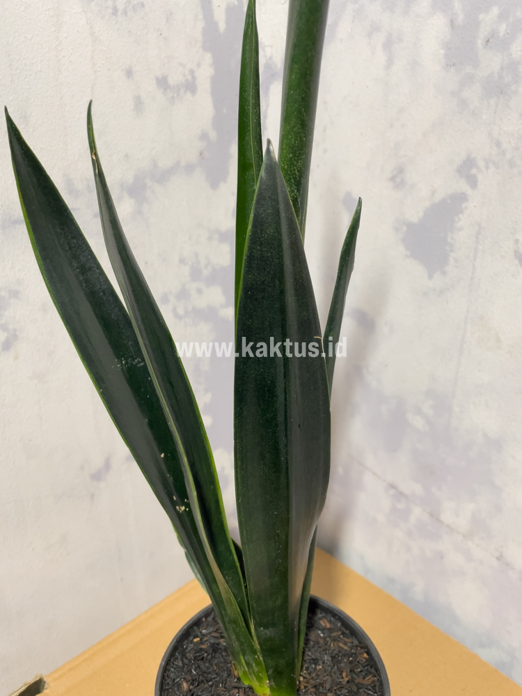 837. Sansevieria Green Arrow - Image 3