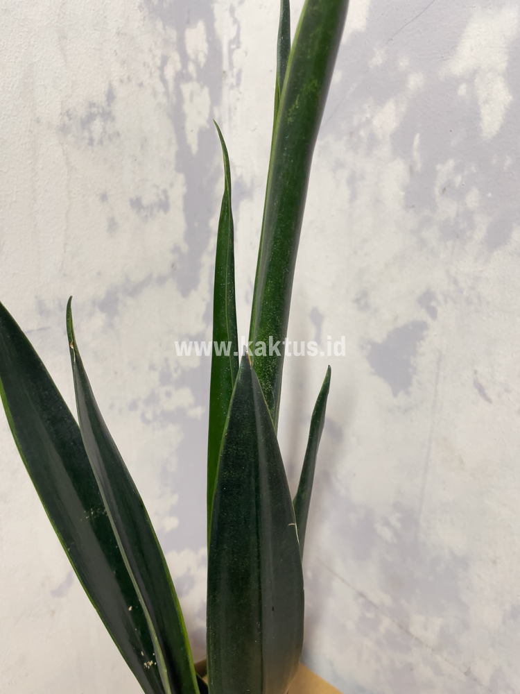 837. Sansevieria Green Arrow - Image 4