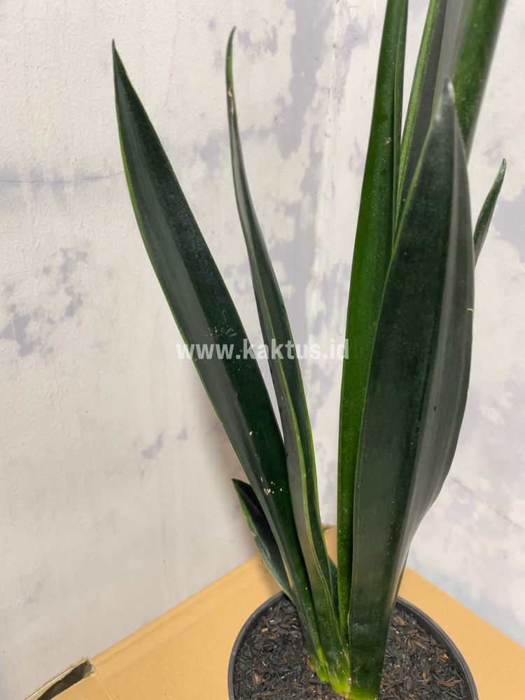 837. Sansevieria Green Arrow - Image 5