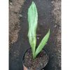 838. Sansevieria Guineensis