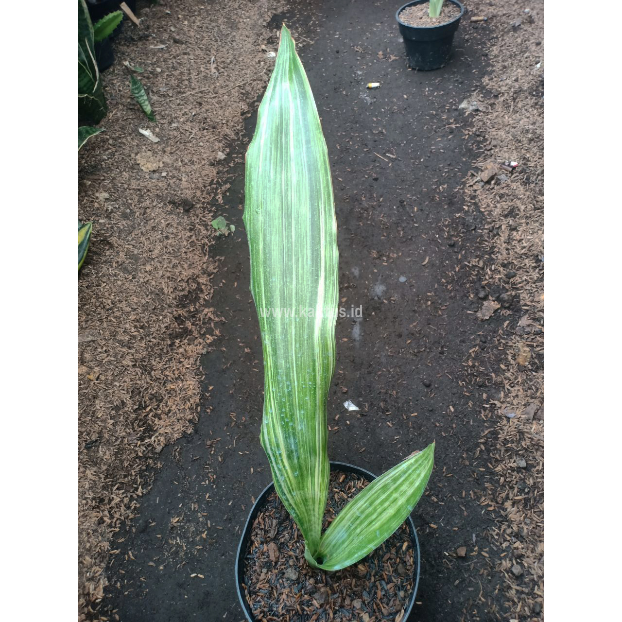838. Sansevieria Guineensis - Image 3