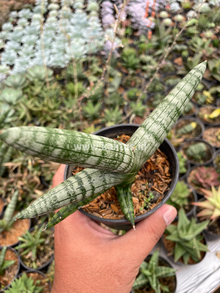 839. Sansevieria Boncel - Image 2