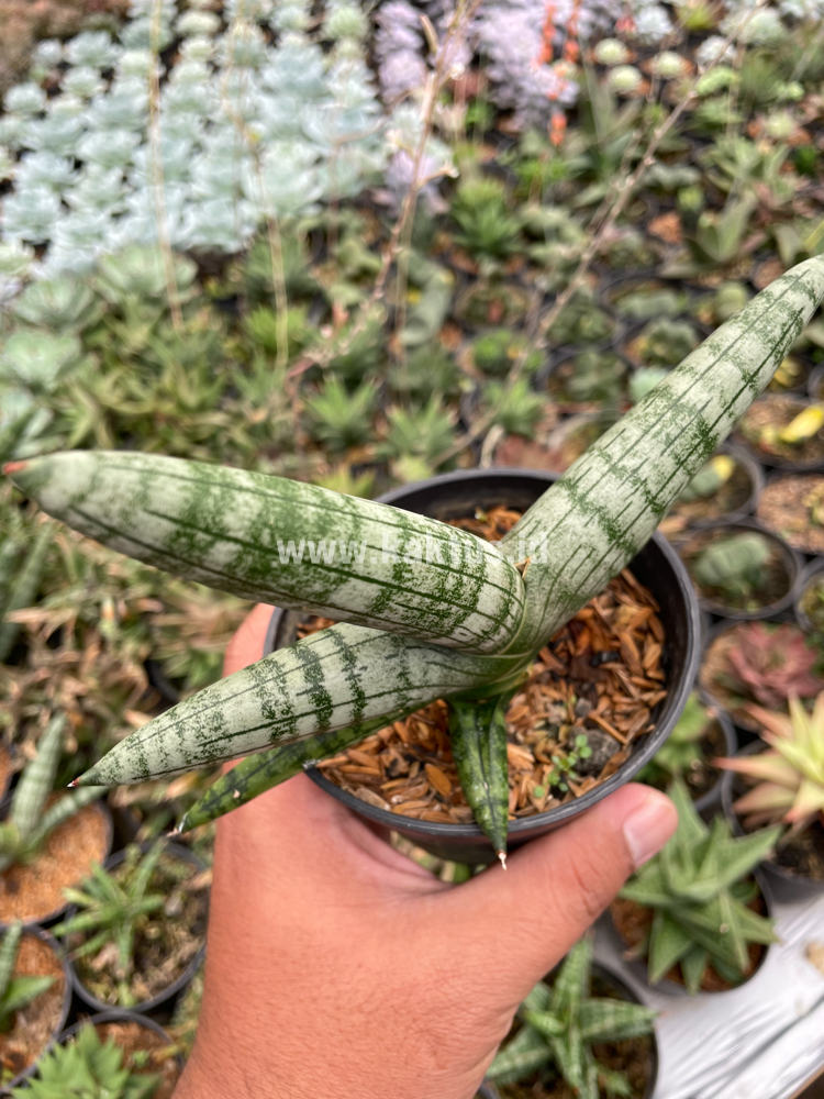 839. Sansevieria Boncel - Image 7
