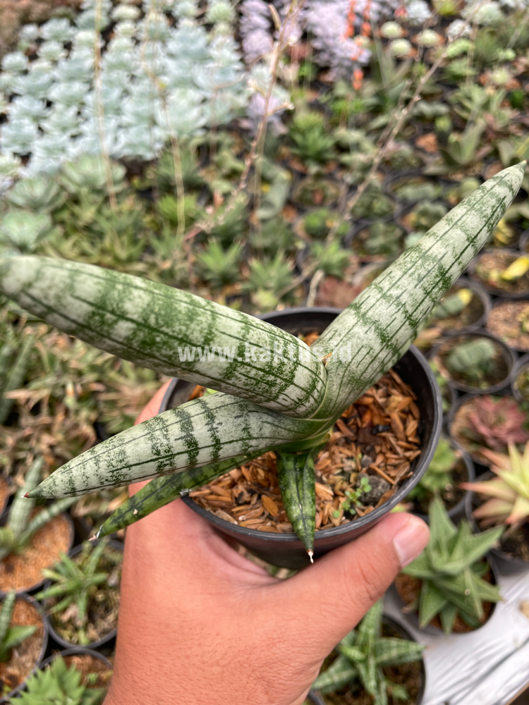 839. Sansevieria Boncel - Image 6