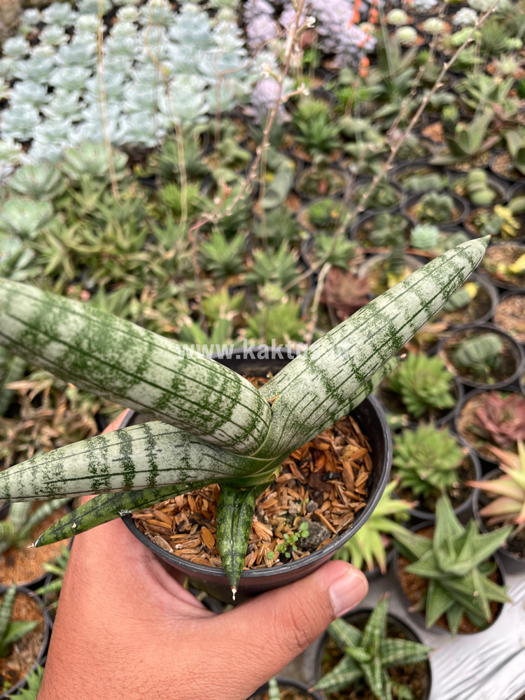 839. Sansevieria Boncel - Image 5