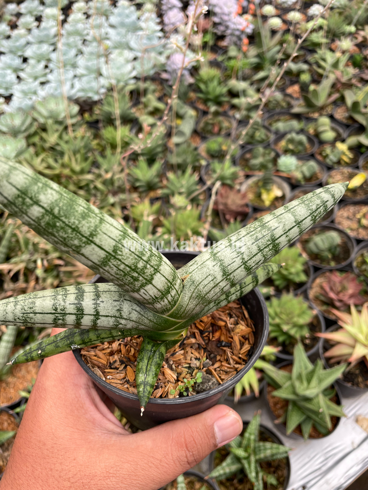 839. Sansevieria Boncel - Image 4