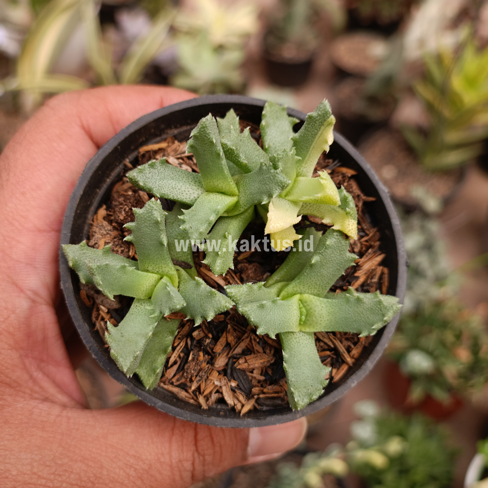 840. Stomatium Mustellinum Variegated - Image 5