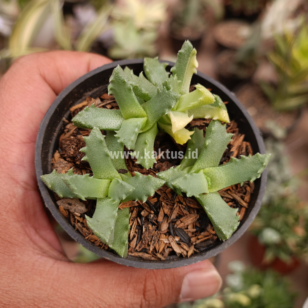 840. Stomatium Mustellinum Variegated - Image 4