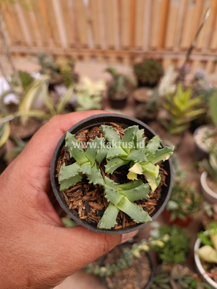 840. Stomatium Mustellinum Variegated - Image 2