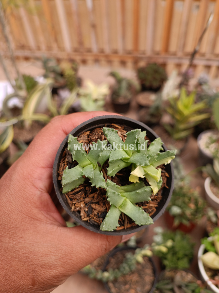 840. Stomatium Mustellinum Variegated - Image 6