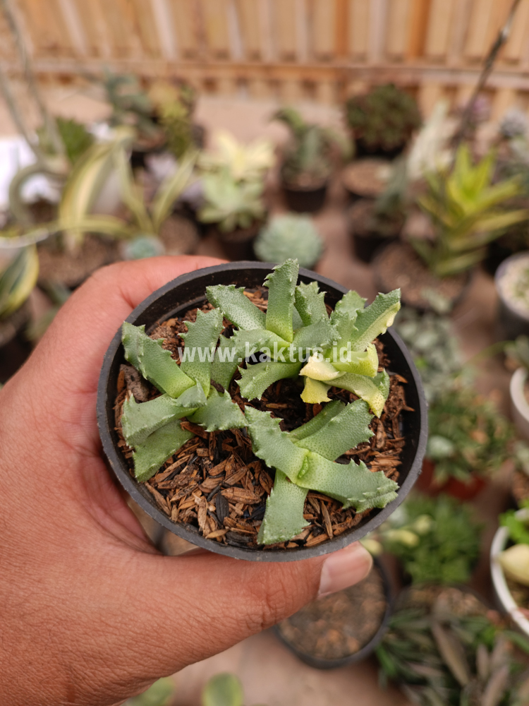 840. Stomatium Mustellinum Variegated - Image 7