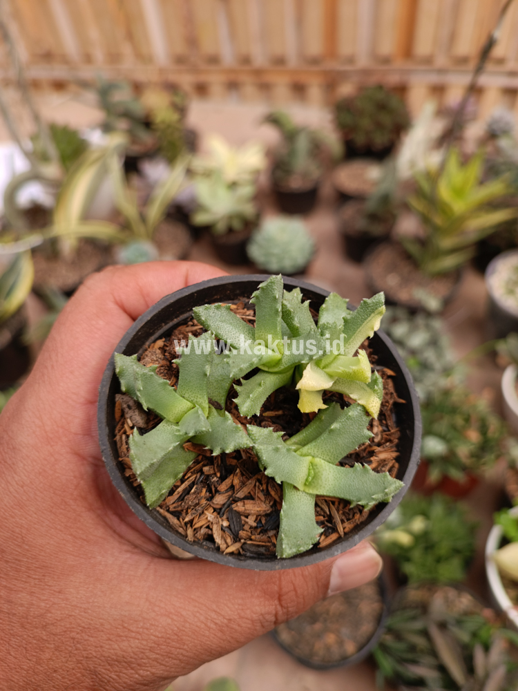 840. Stomatium Mustellinum Variegated - Image 8