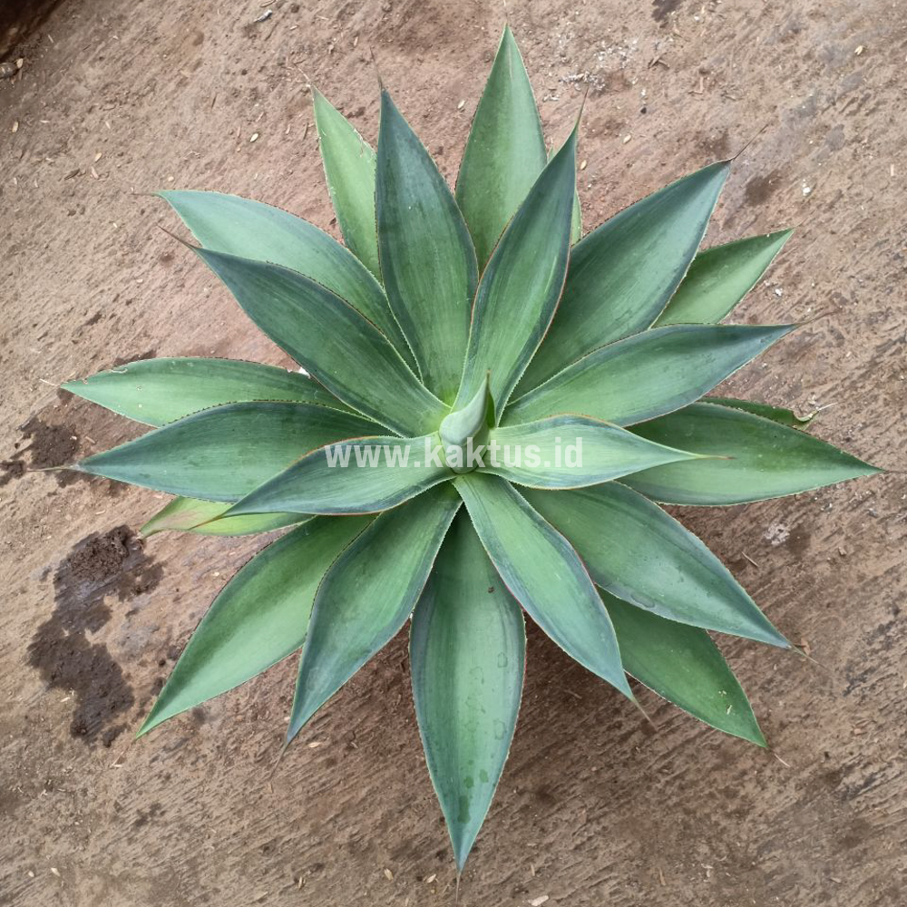 842. Agave Blue Flame - Image 2