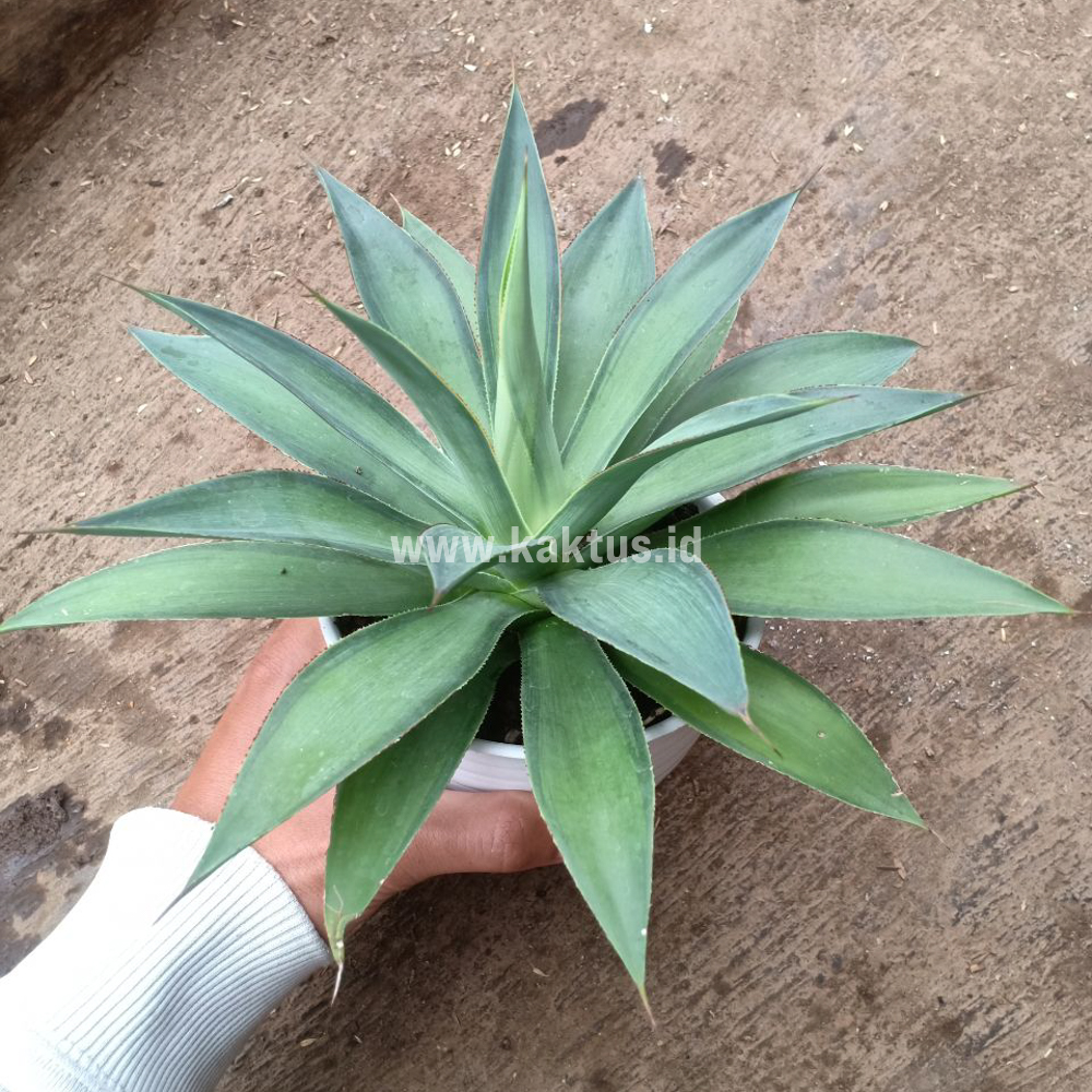842. Agave Blue Flame - Image 4