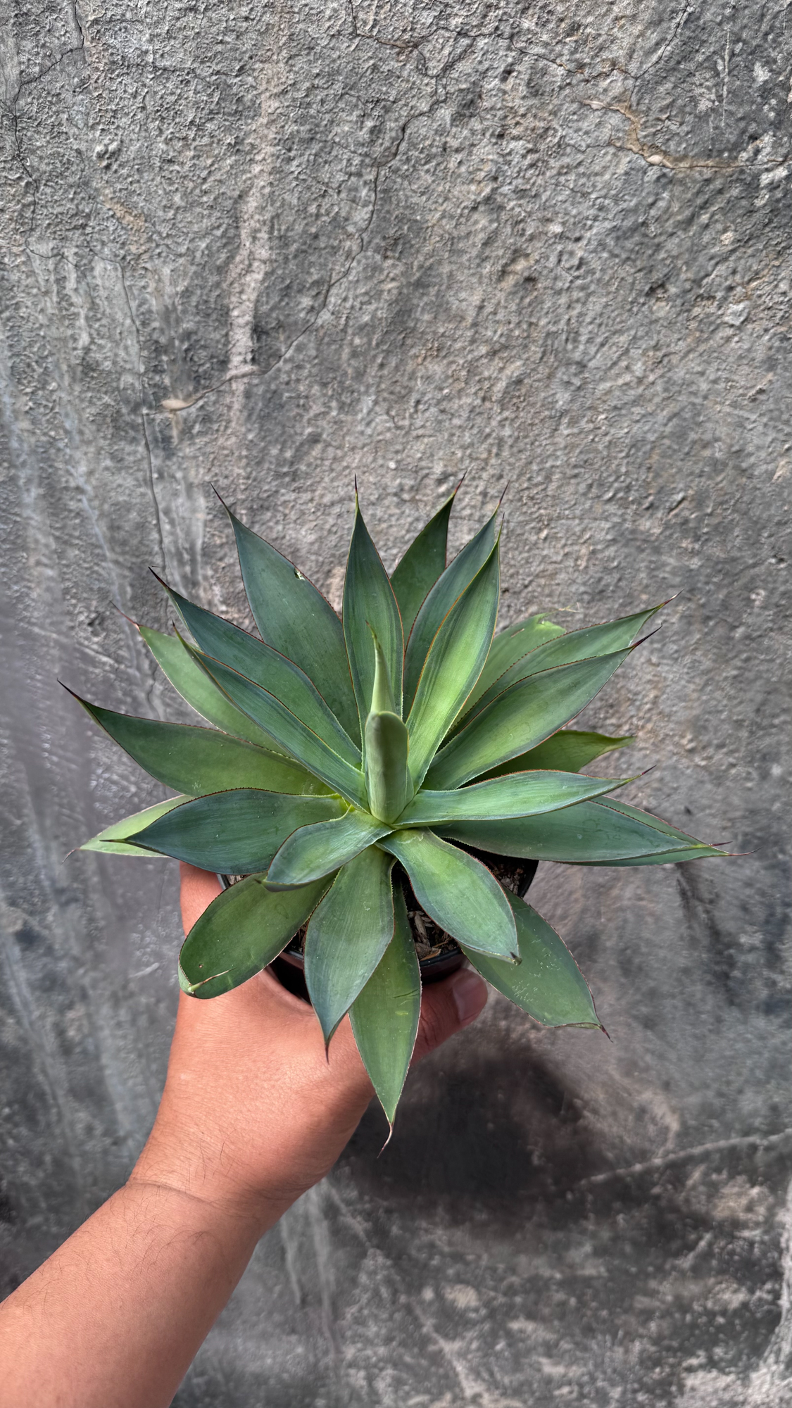 842. Agave Blue Flame - Image 9