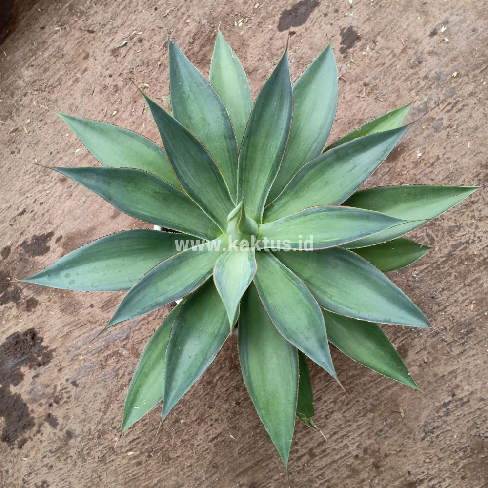 842. Agave Blue Flame - Image 6