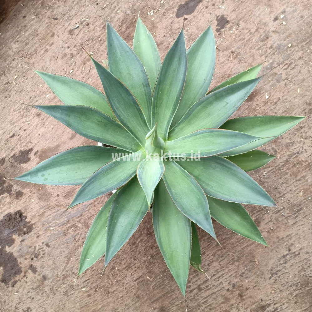 842. Agave Blue Flame - Image 8