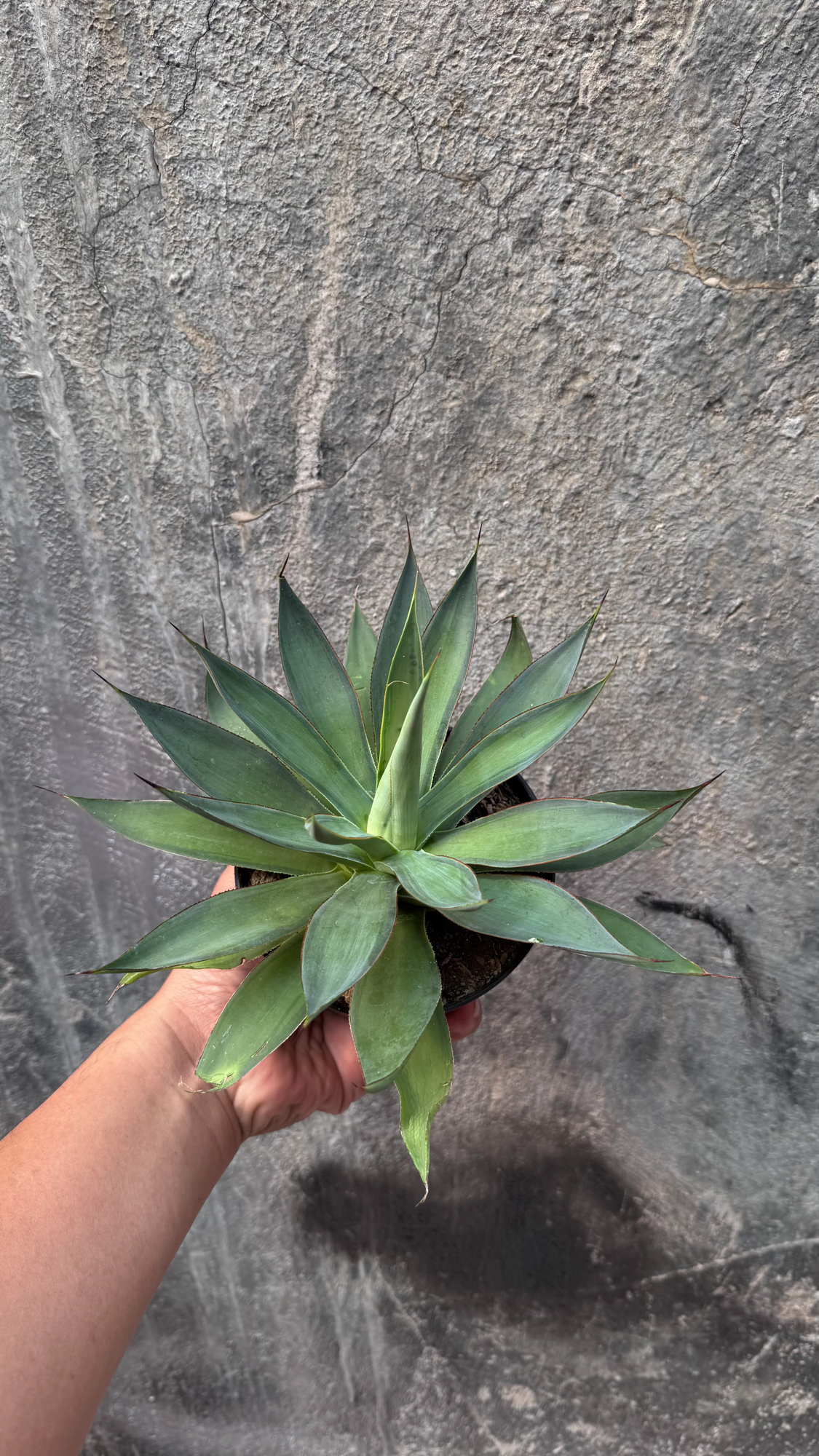 842. Agave Blue Flame - Image 3
