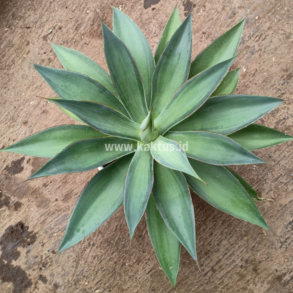 842. Agave Blue Flame - Image 10