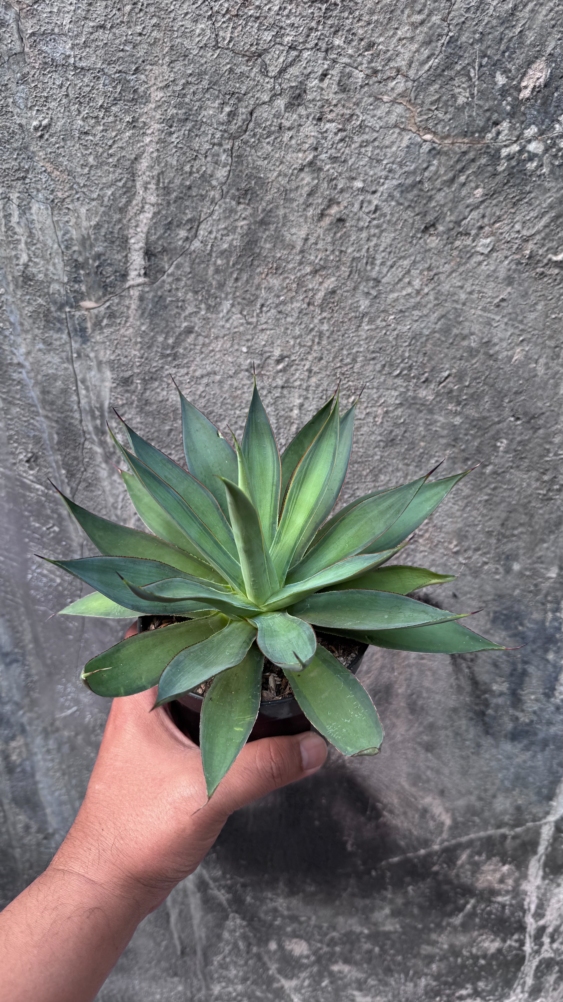 842. Agave Blue Flame - Image 5