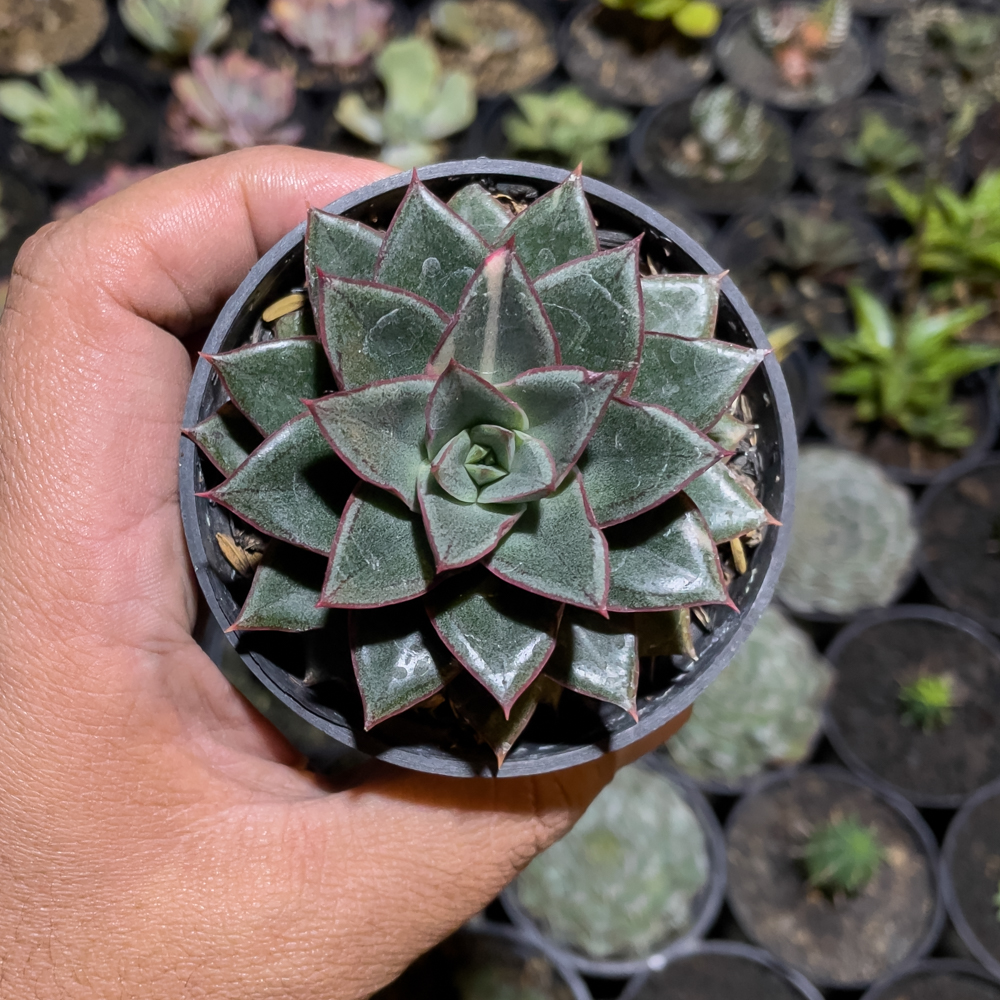 843. Echeveria Monocerotis - Image 4