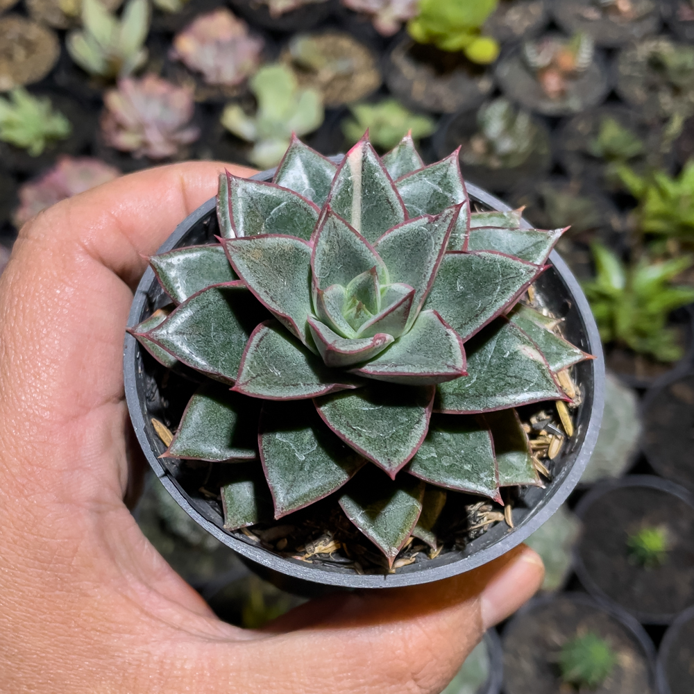 843. Echeveria Monocerotis - Image 5