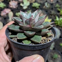 Alternative view of 843. Echeveria Monocerotis