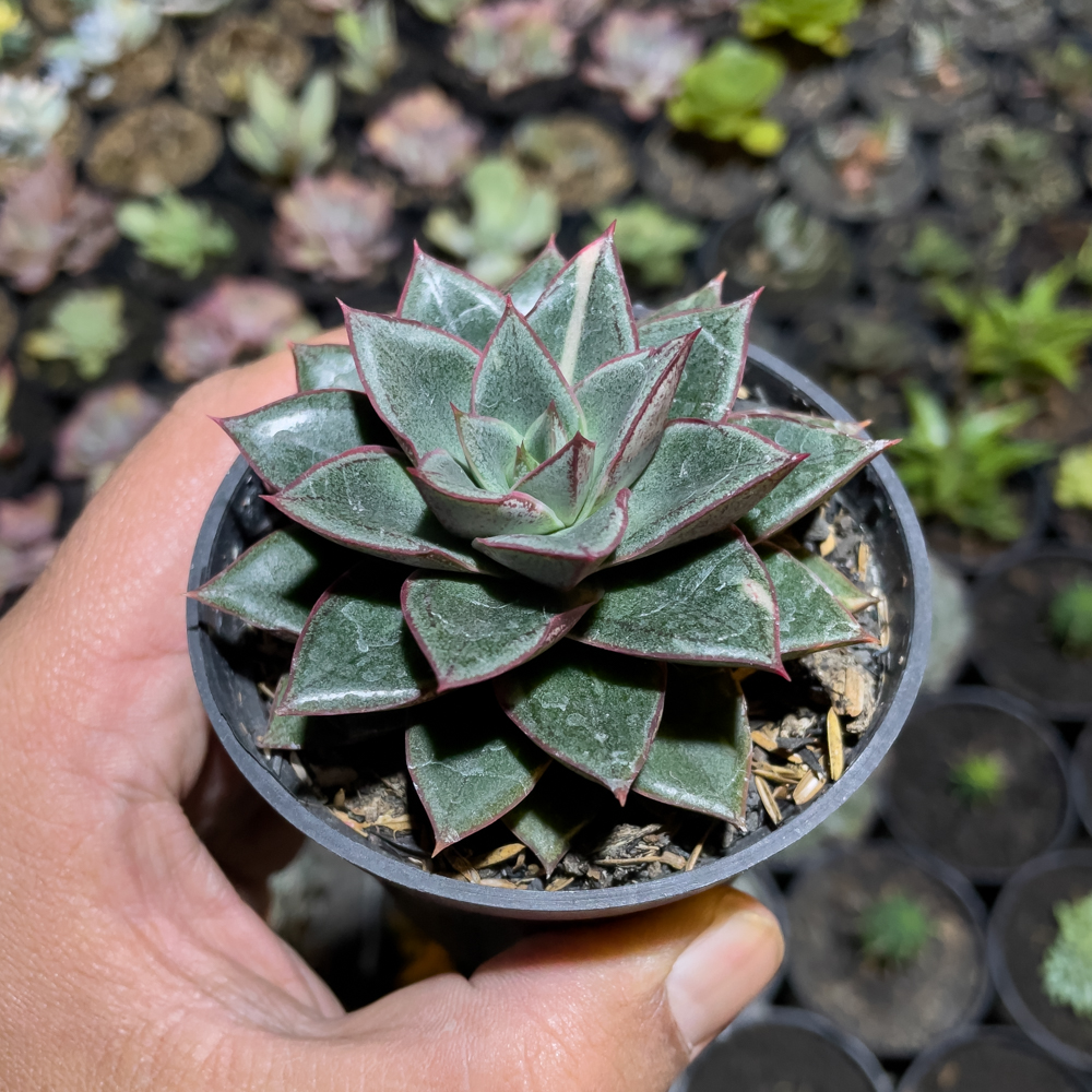 843. Echeveria Monocerotis - Image 6