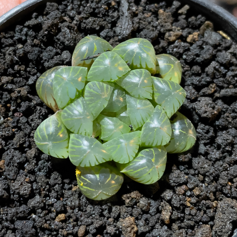 845. Haworthia Cooperi Var. Truncata - Image 6