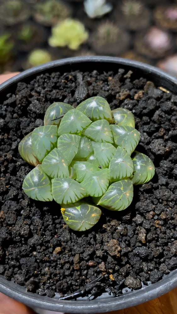 845. Haworthia Cooperi Var. Truncata - Image 3