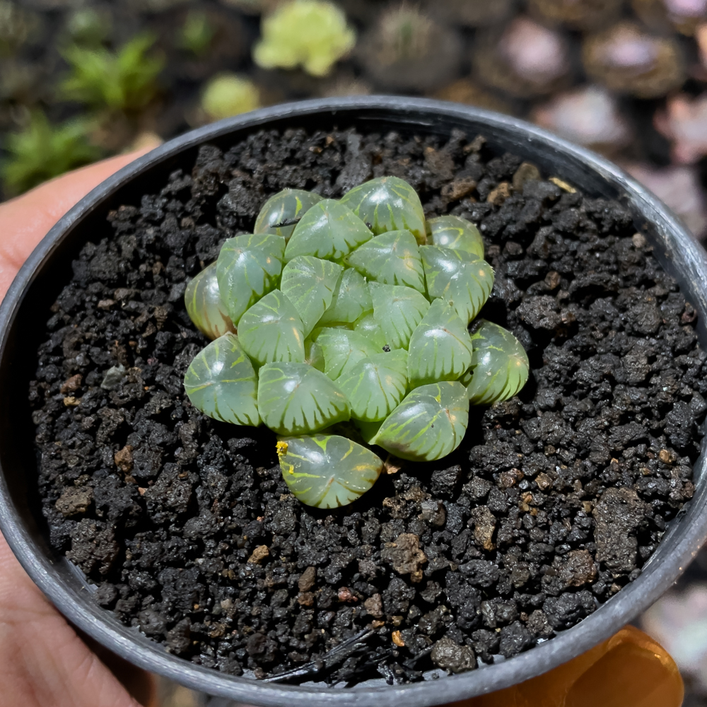 845. Haworthia Cooperi Var. Truncata - Image 4