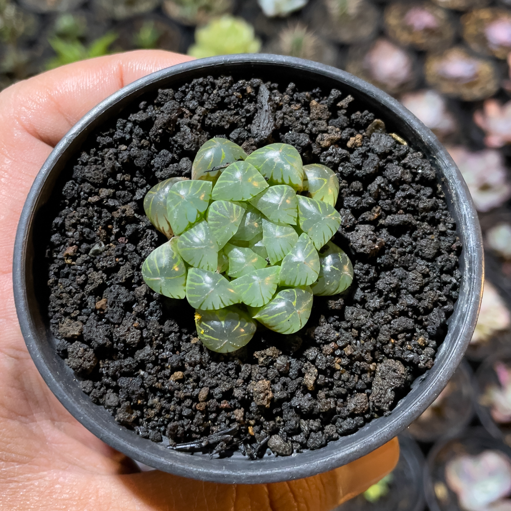 845. Haworthia Cooperi Var. Truncata - Image 8