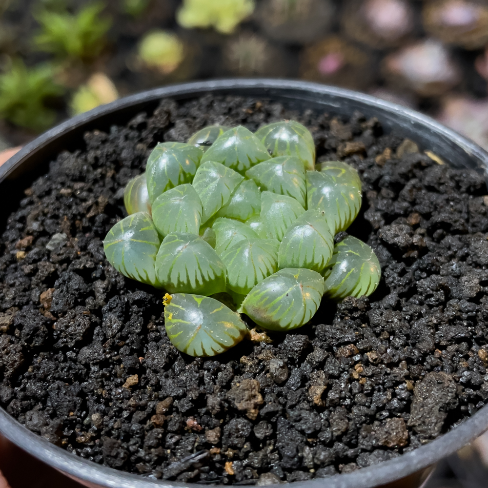 845. Haworthia Cooperi Var. Truncata - Image 2