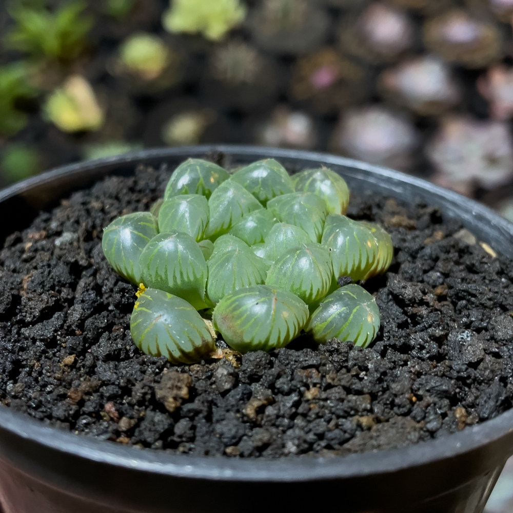 845. Haworthia Cooperi Var. Truncata - Image 5
