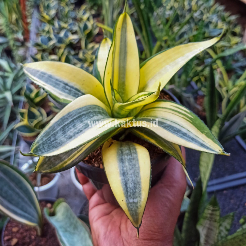 847. Sansevieria Golden White Hahii Mutation - Image 3