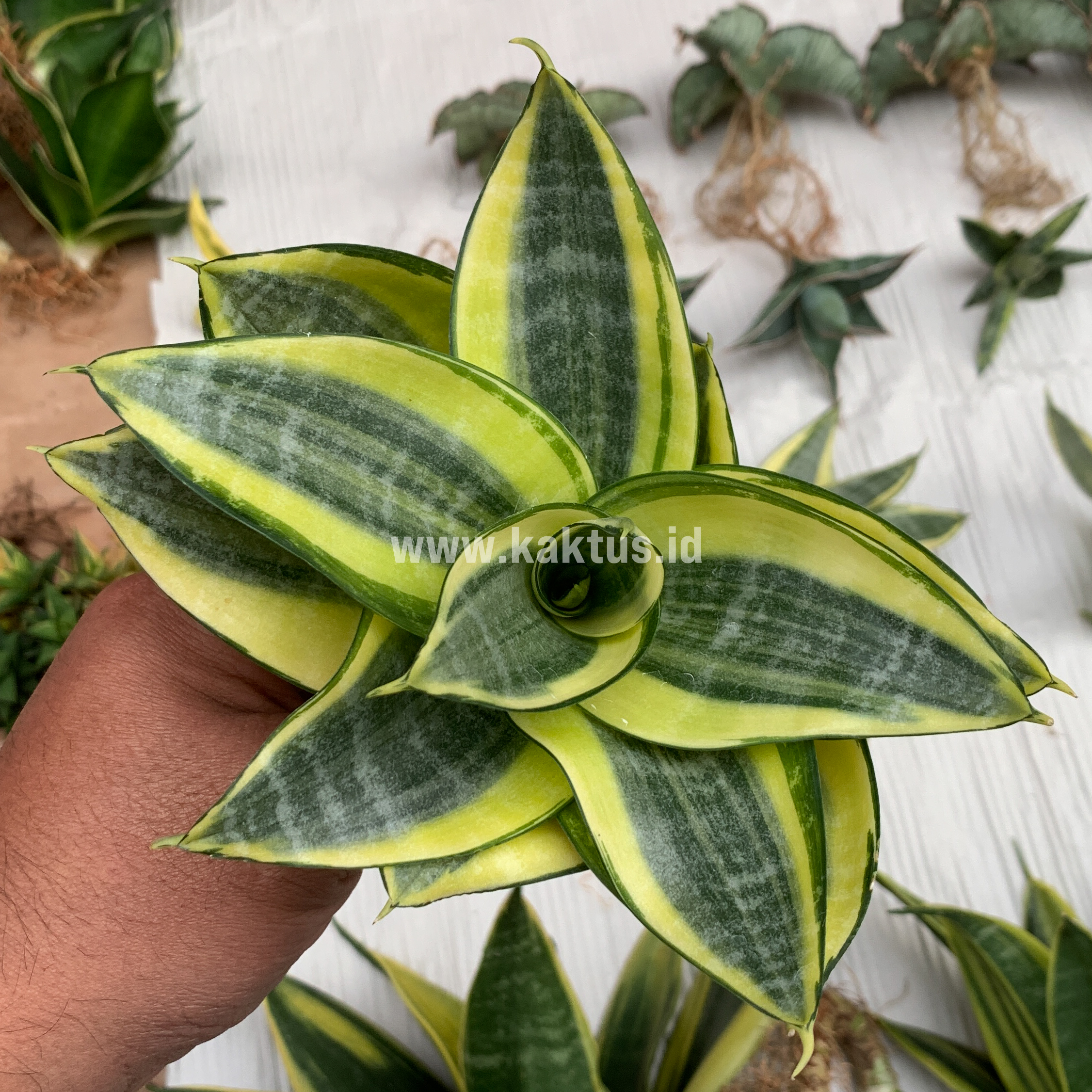 847. Sansevieria Golden White Hahii Mutation - Image 8