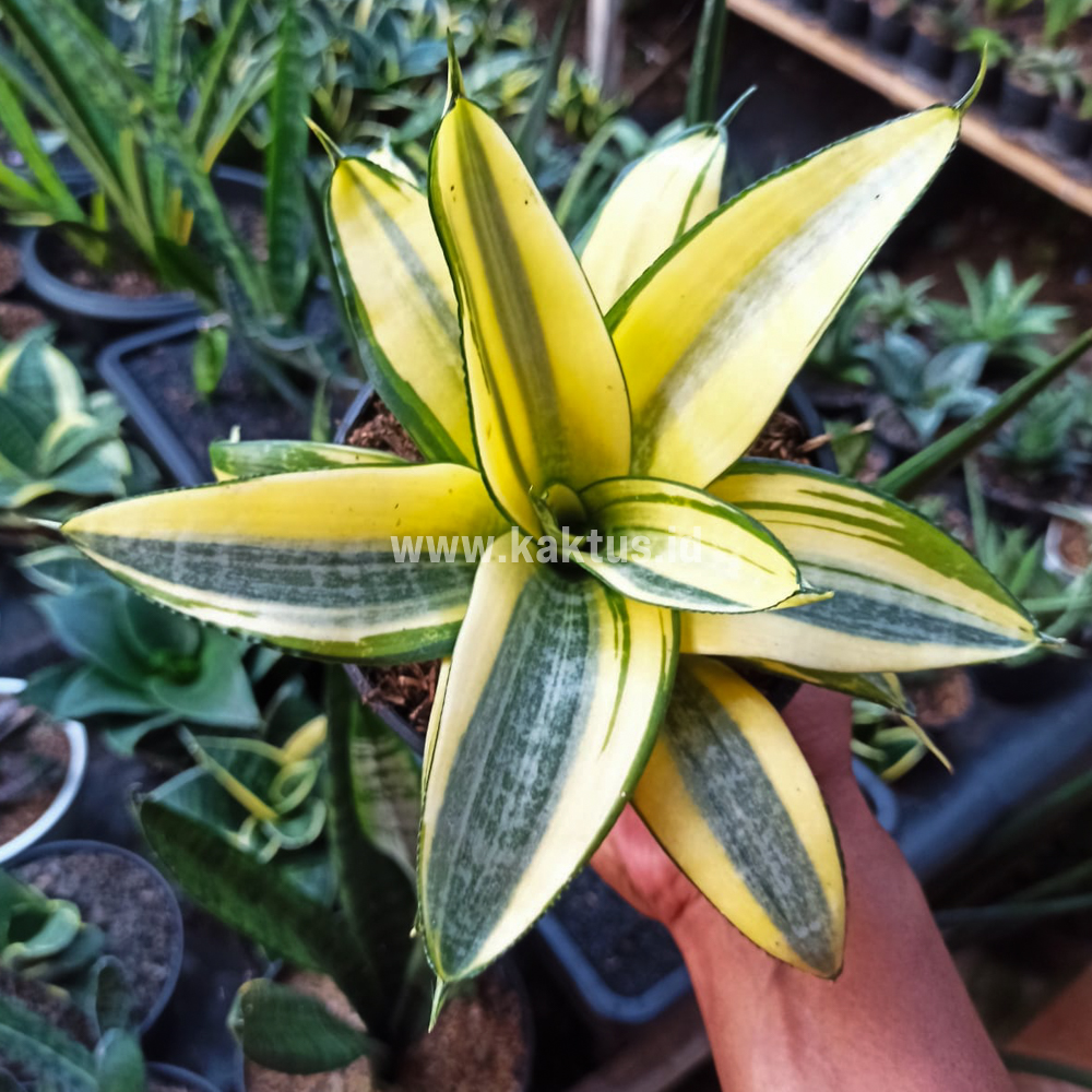 847. Sansevieria Golden White Hahii Mutation - Image 6