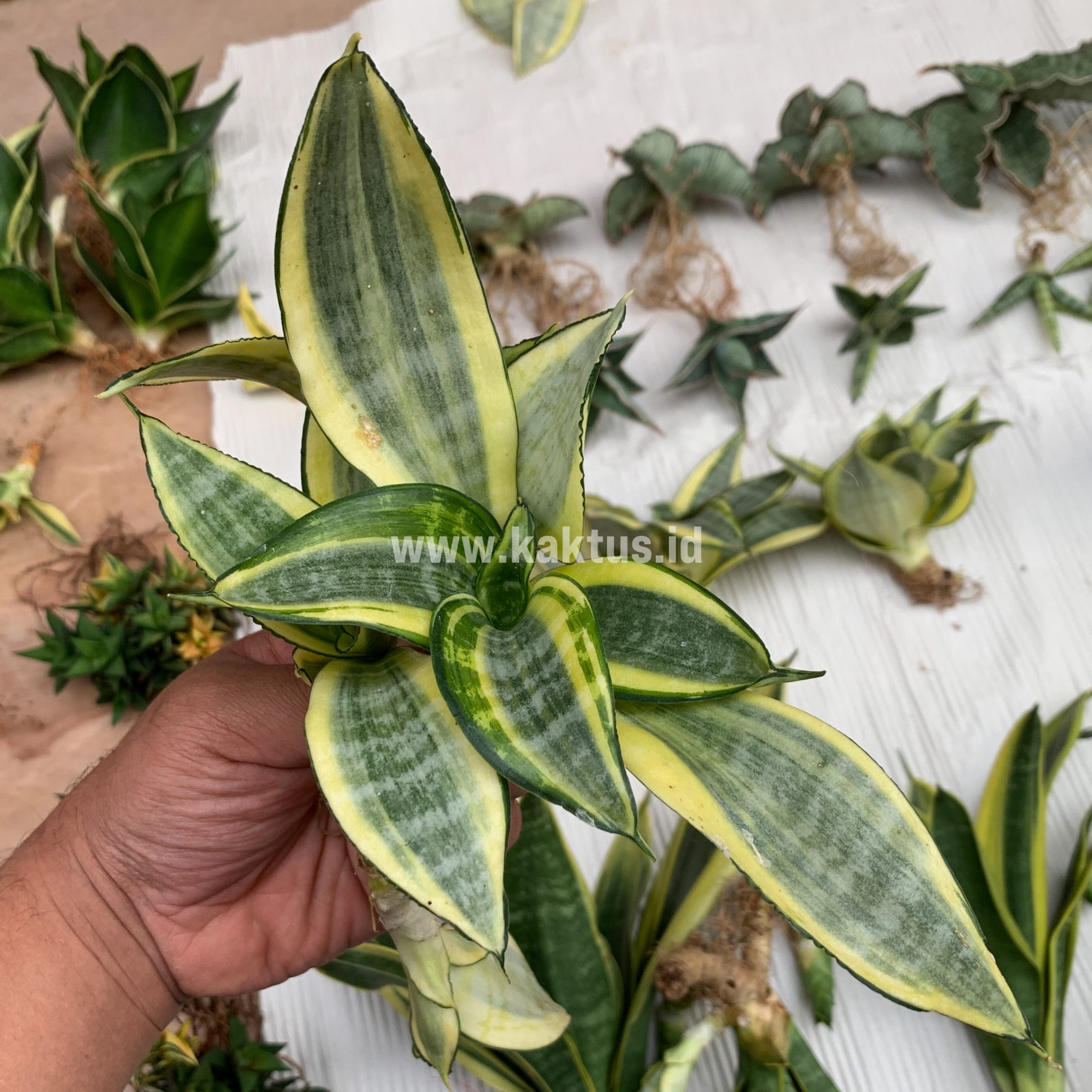 847. Sansevieria Golden White Hahii Mutation - Image 5