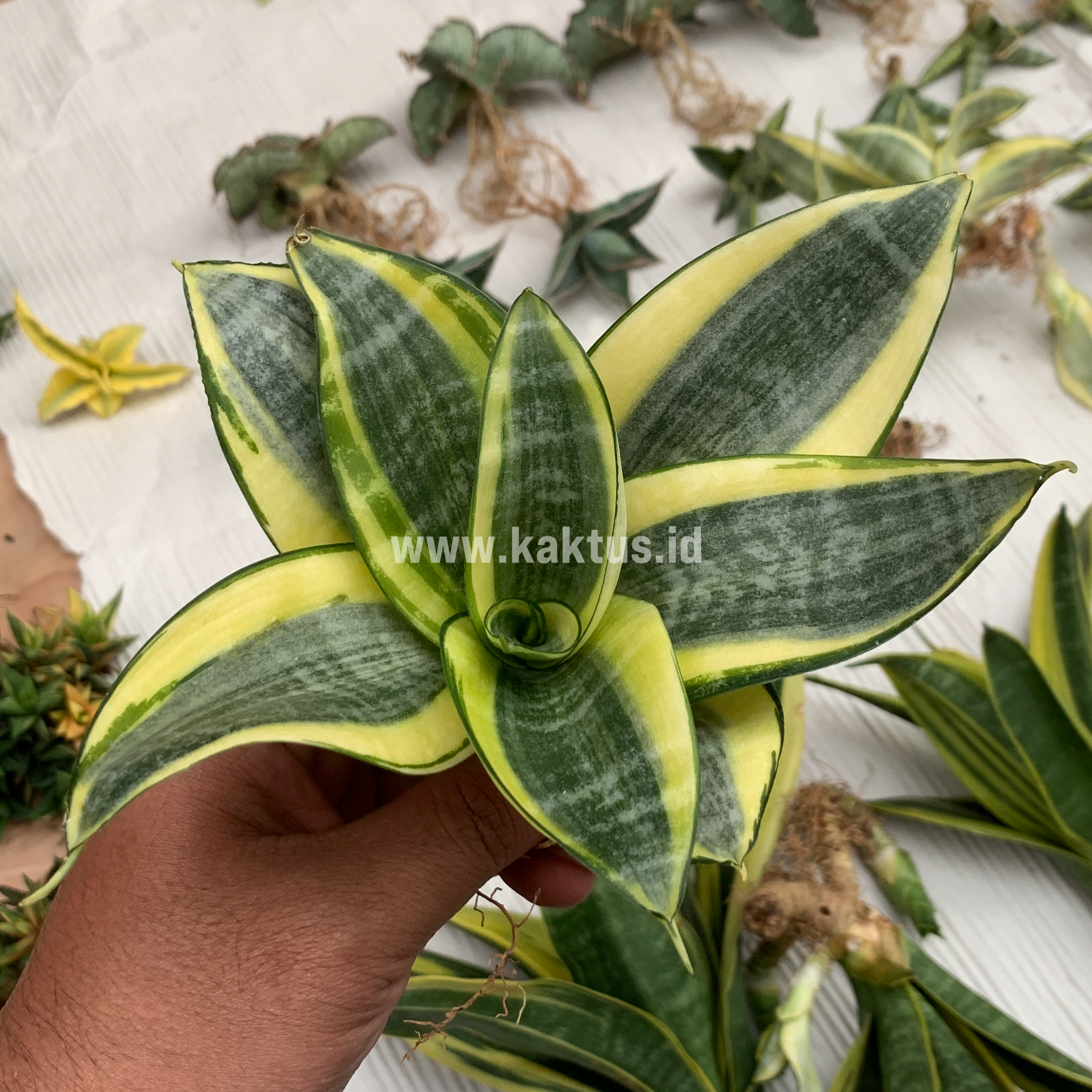 847. Sansevieria Golden White Hahii Mutation - Image 12