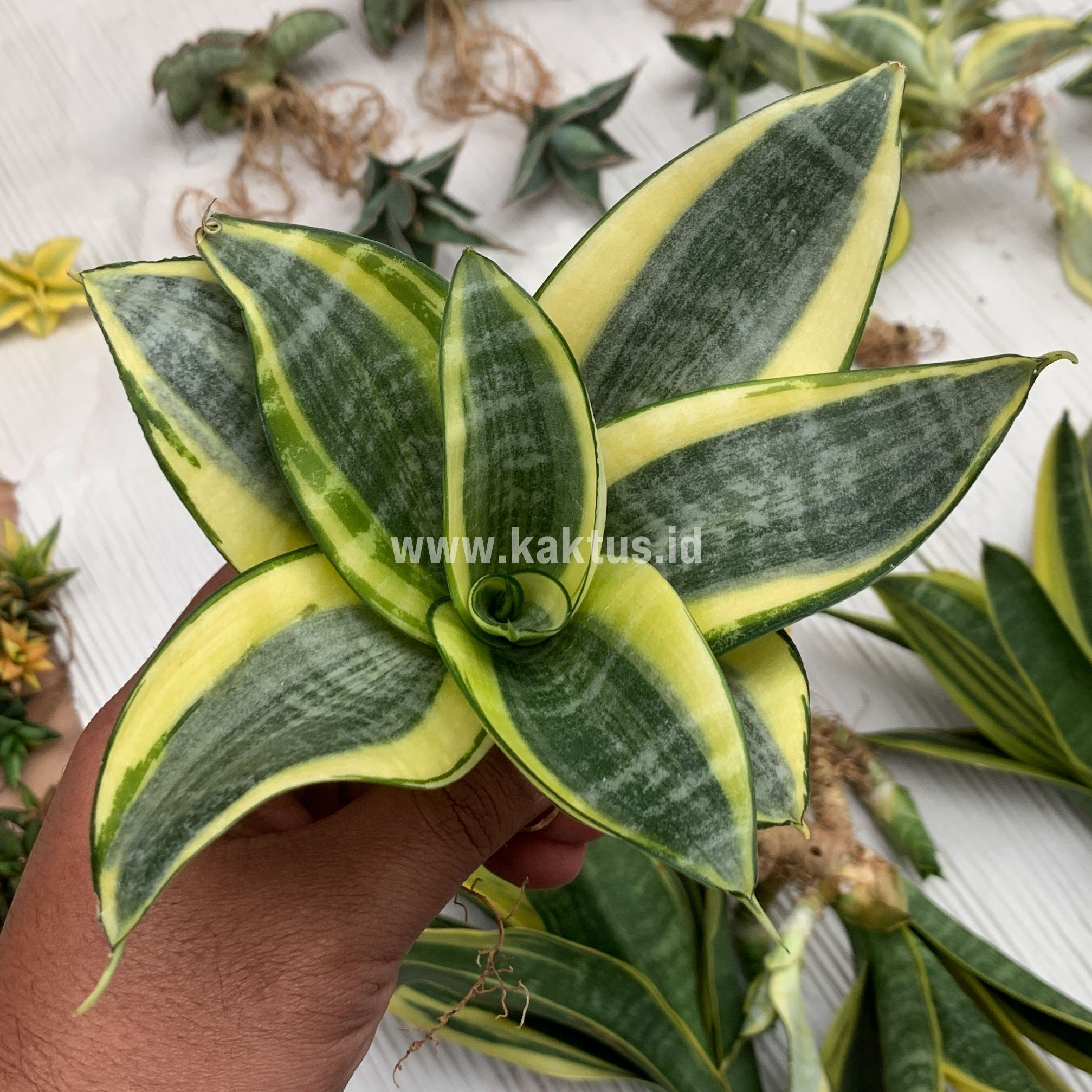 847. Sansevieria Golden White Hahii Mutation - Image 11