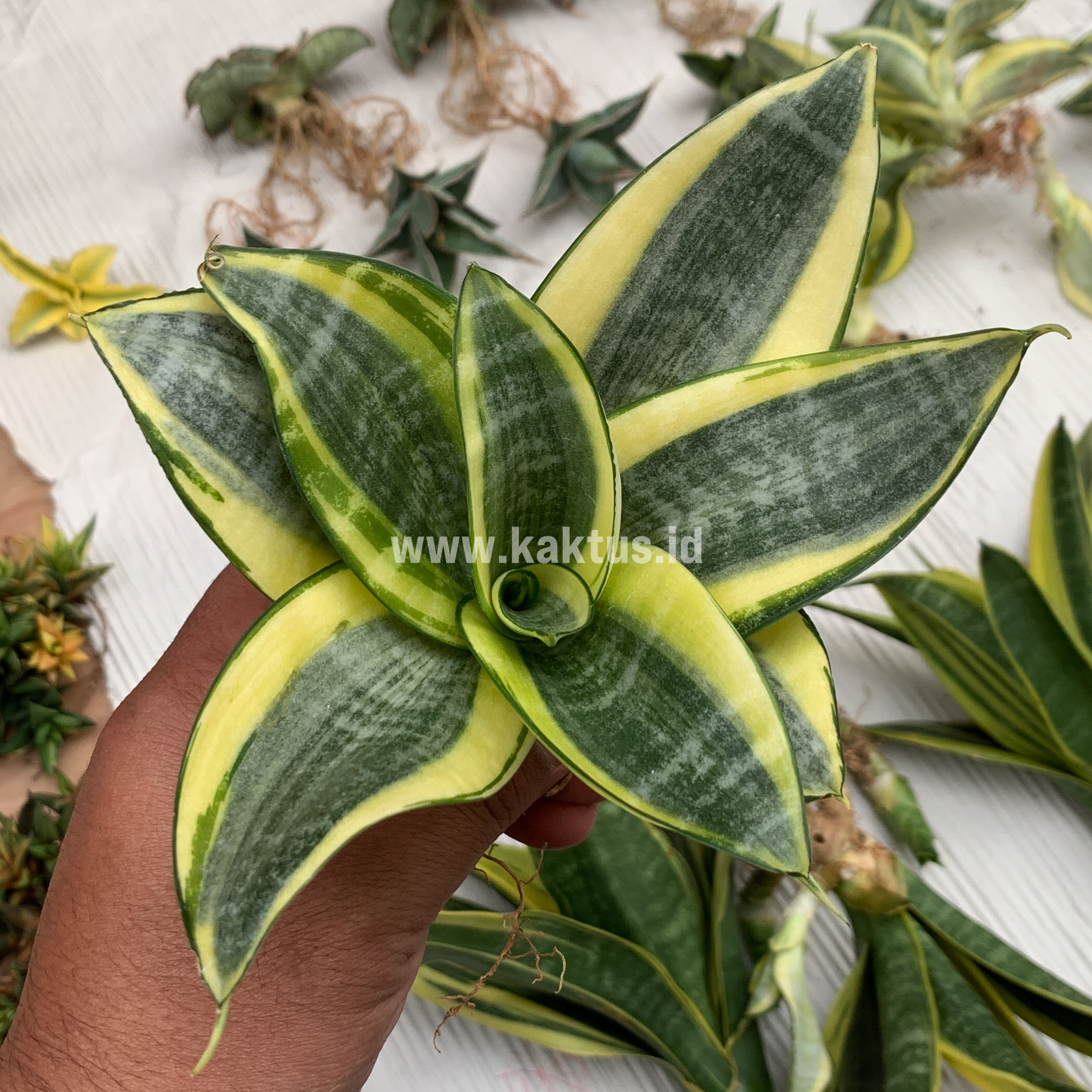 847. Sansevieria Golden White Hahii Mutation - Image 10