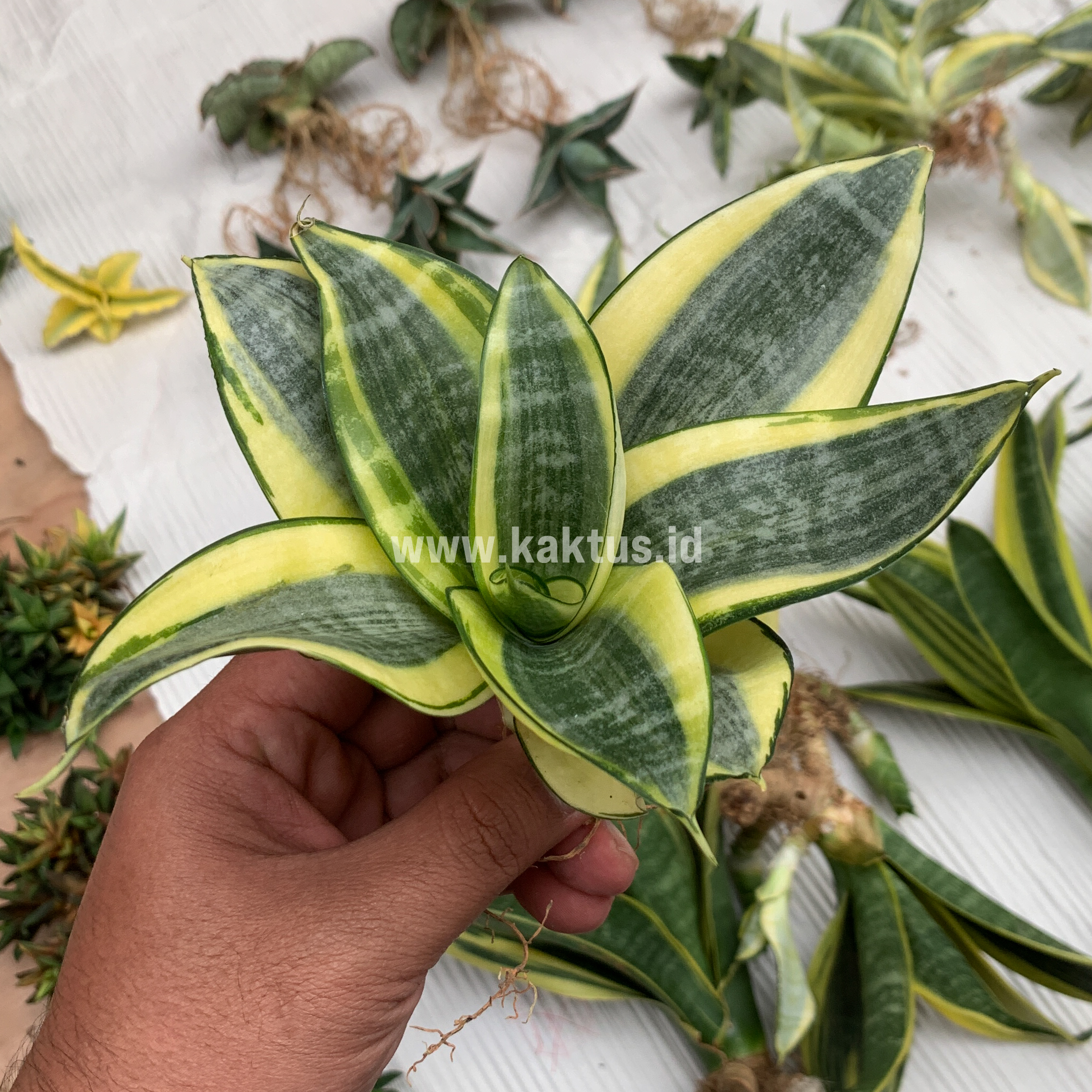 847. Sansevieria Golden White Hahii Mutation - Image 9