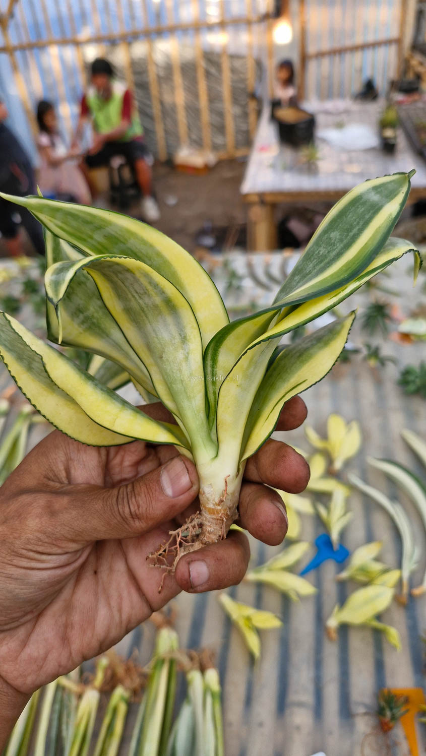 847. Sansevieria Golden White Hahii Mutation - Image 4