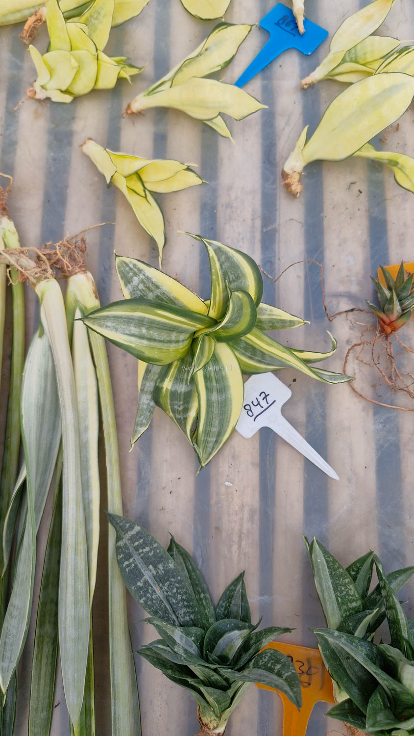 847. Sansevieria Golden White Hahii Mutation - Image 7