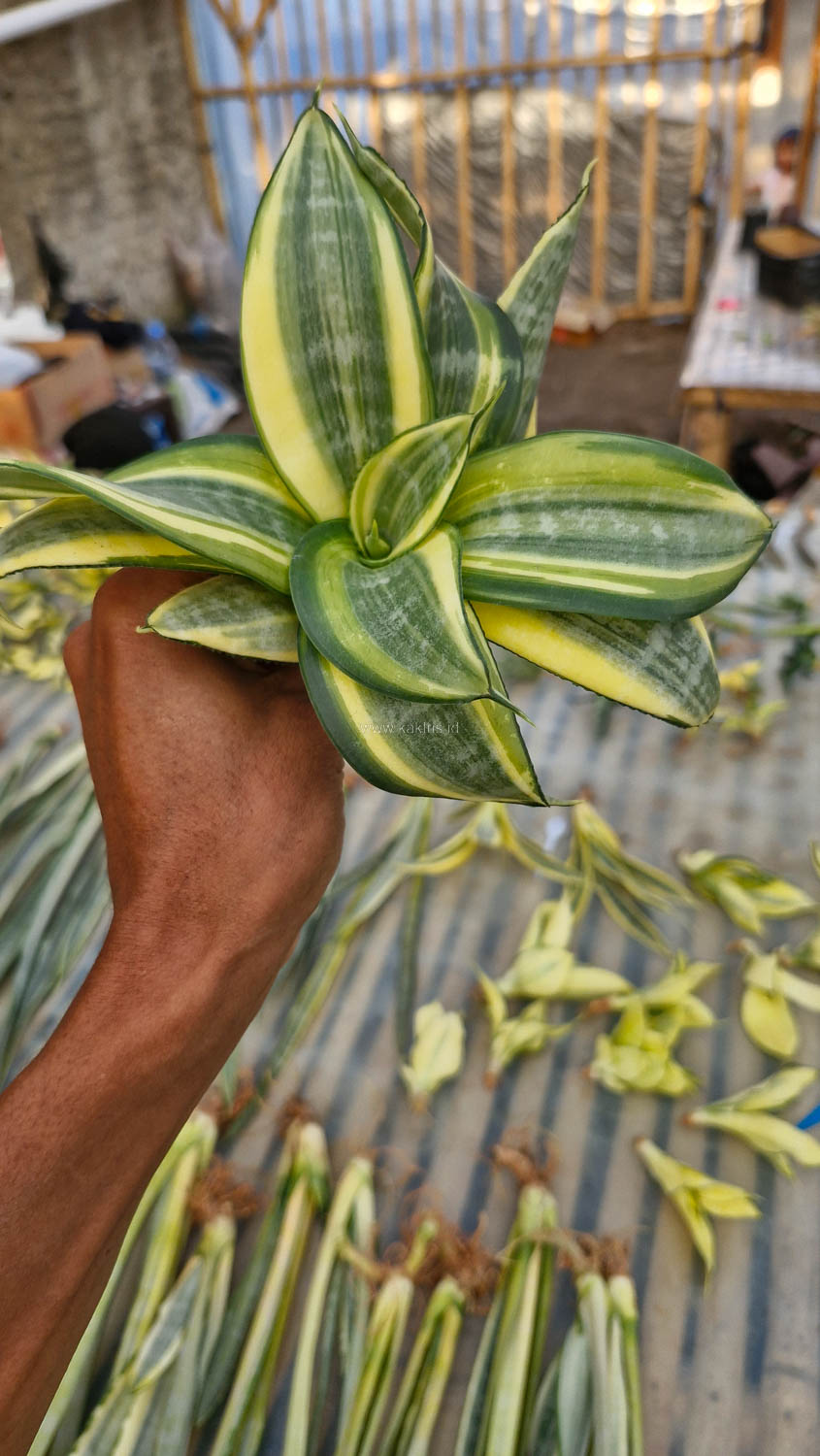 847. Sansevieria Golden White Hahii Mutation - Image 2