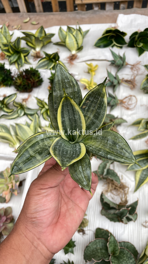 848. Sansevieria Silver Cross Mutation - Image 14